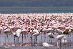 colonyof lesser flamingos